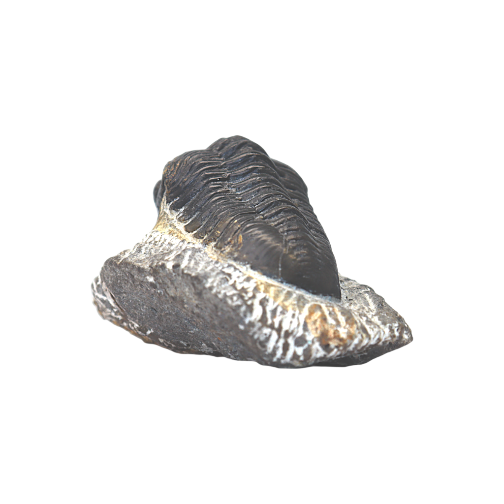 Trilobite