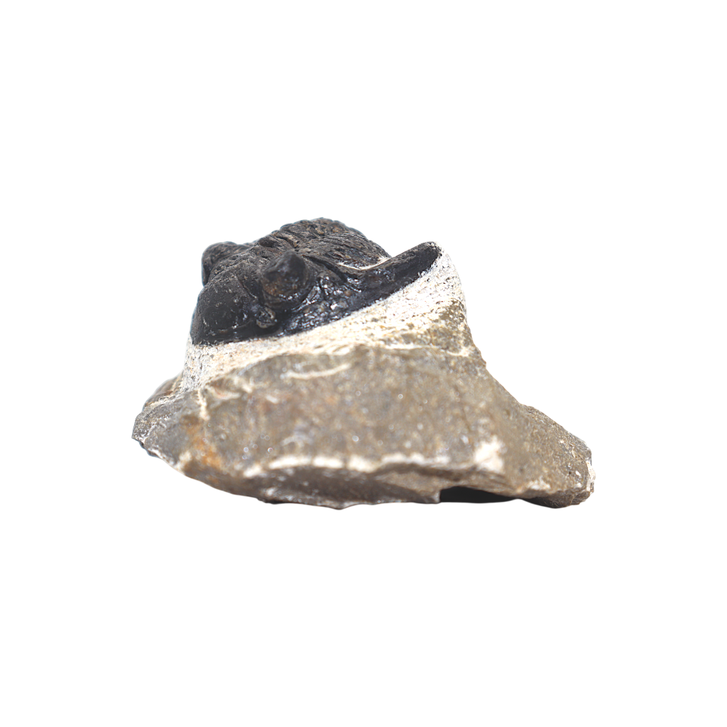 Trilobite