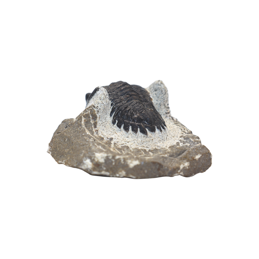 Trilobite
