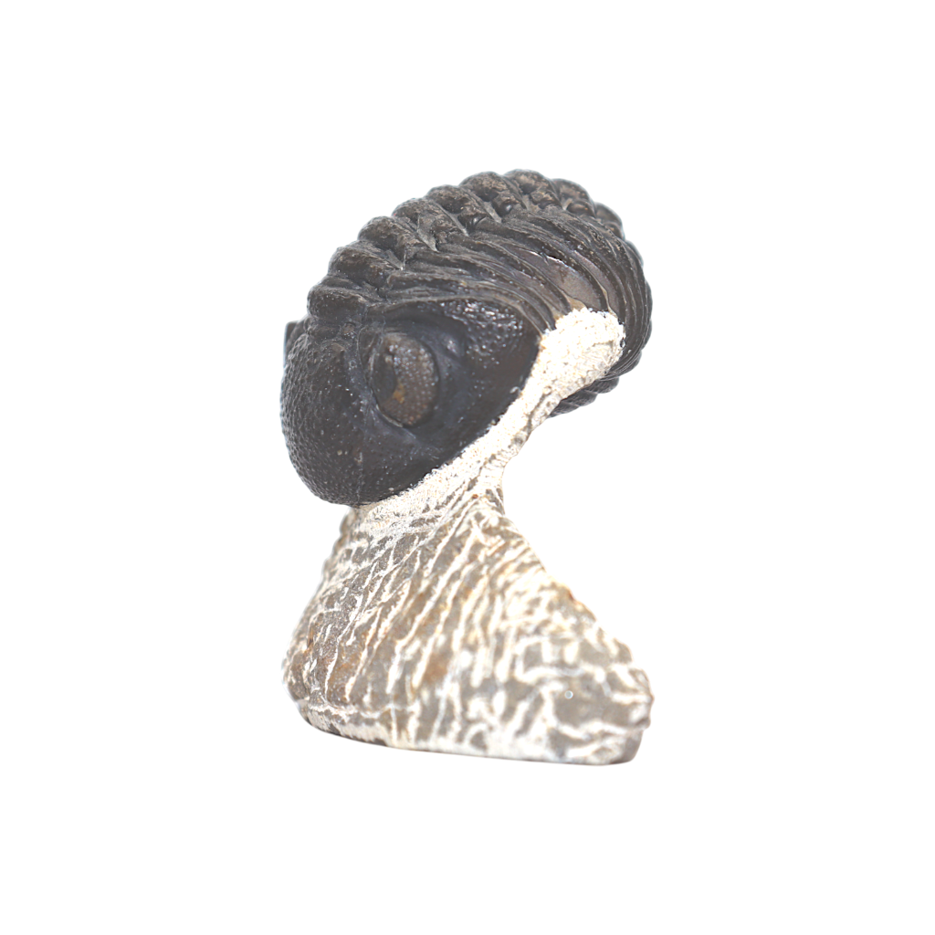 Trilobite