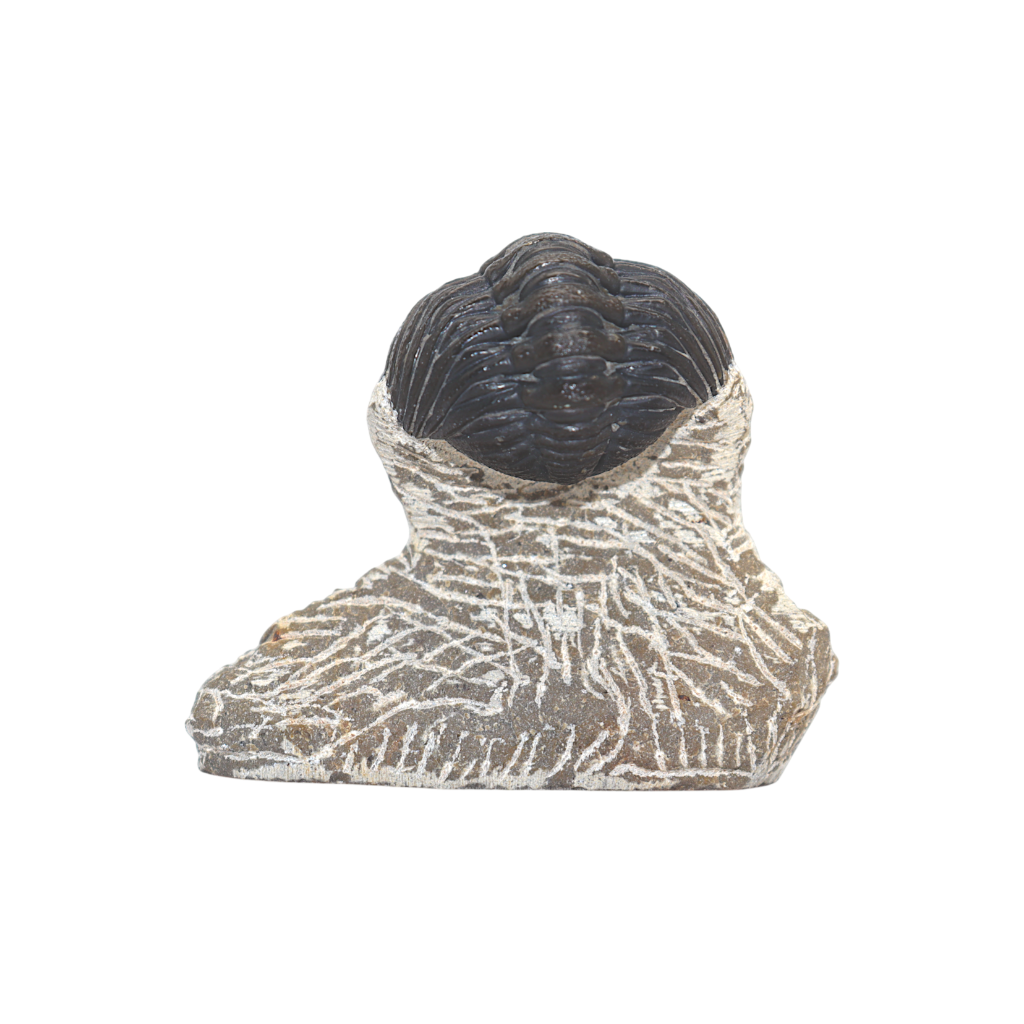 Trilobite