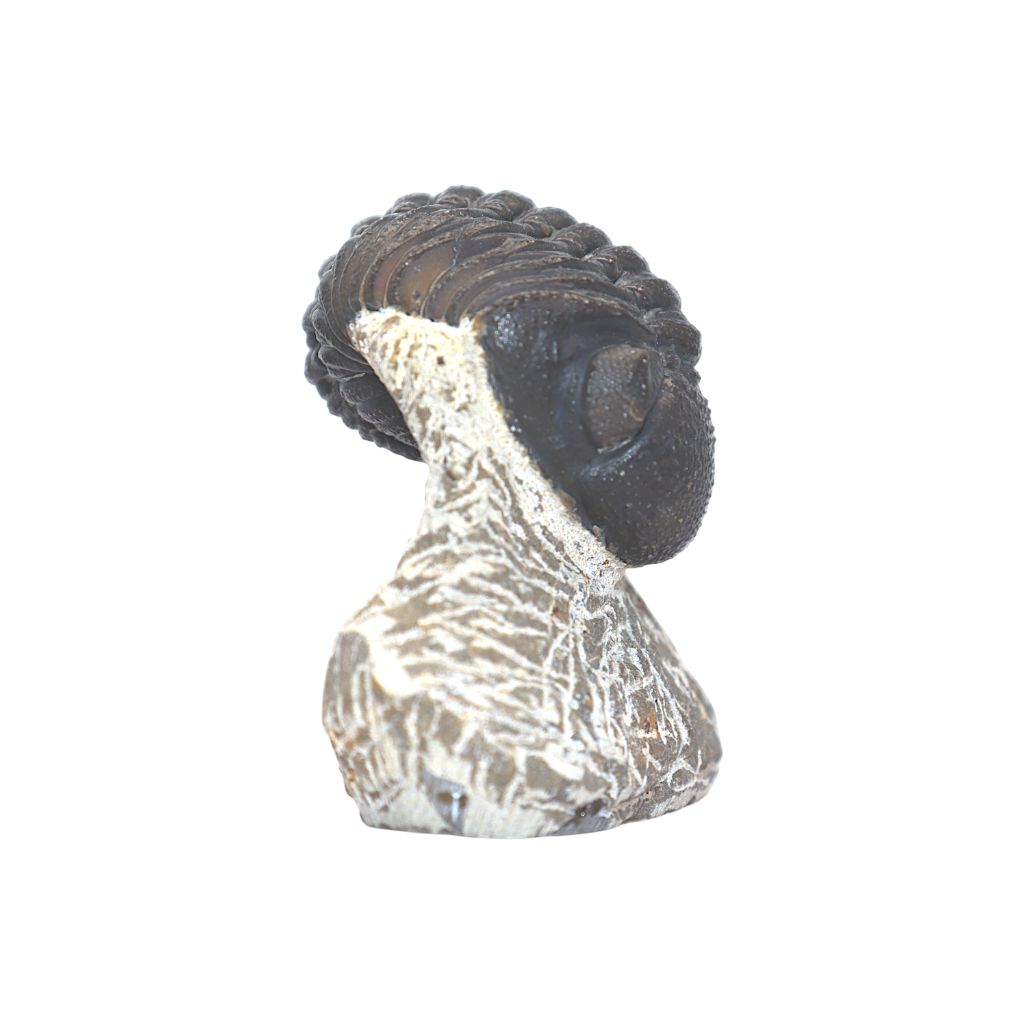 Trilobite