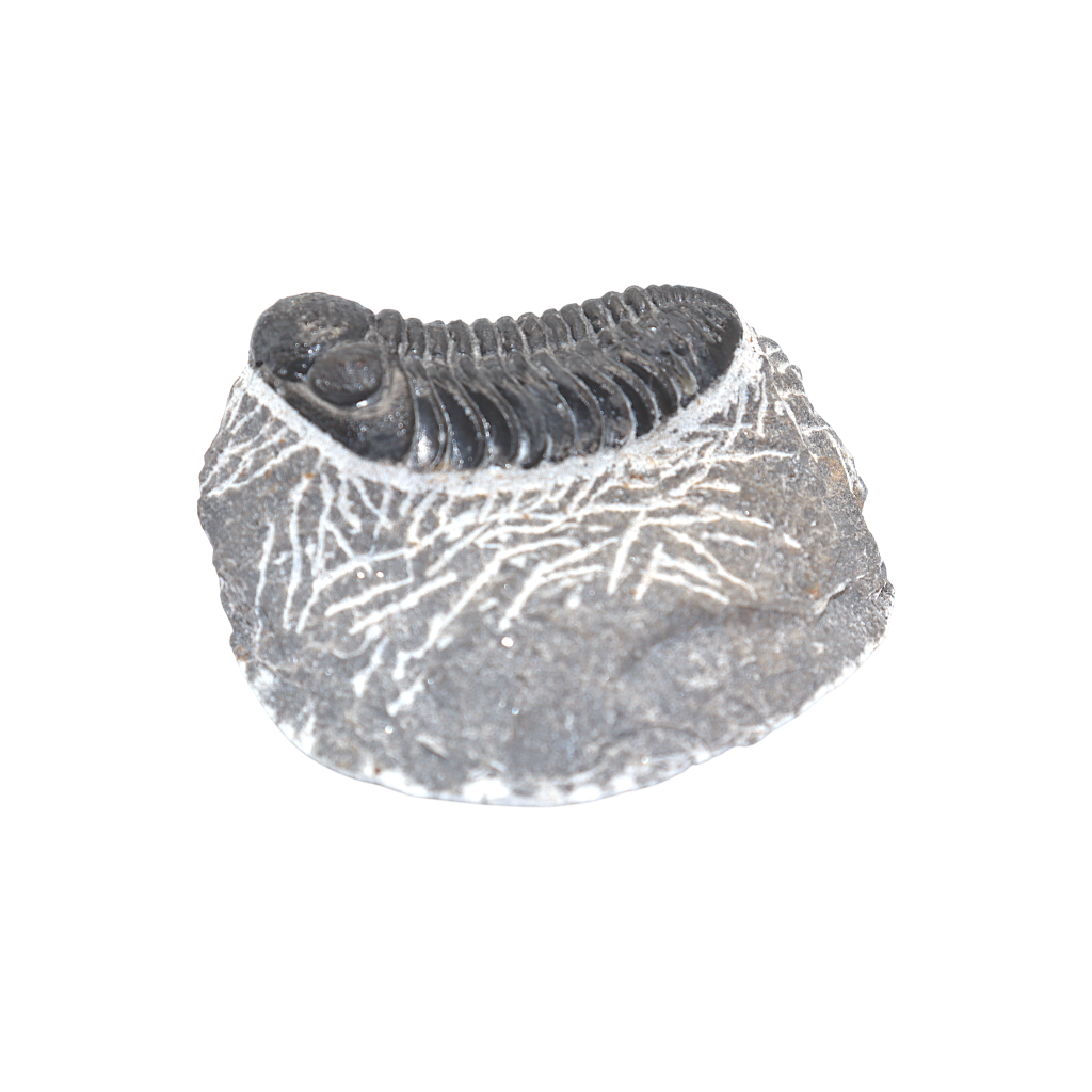 Trilobite