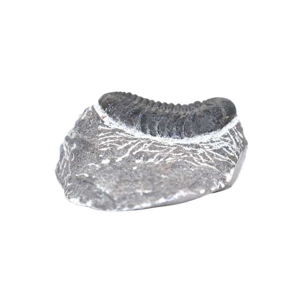 Trilobite
