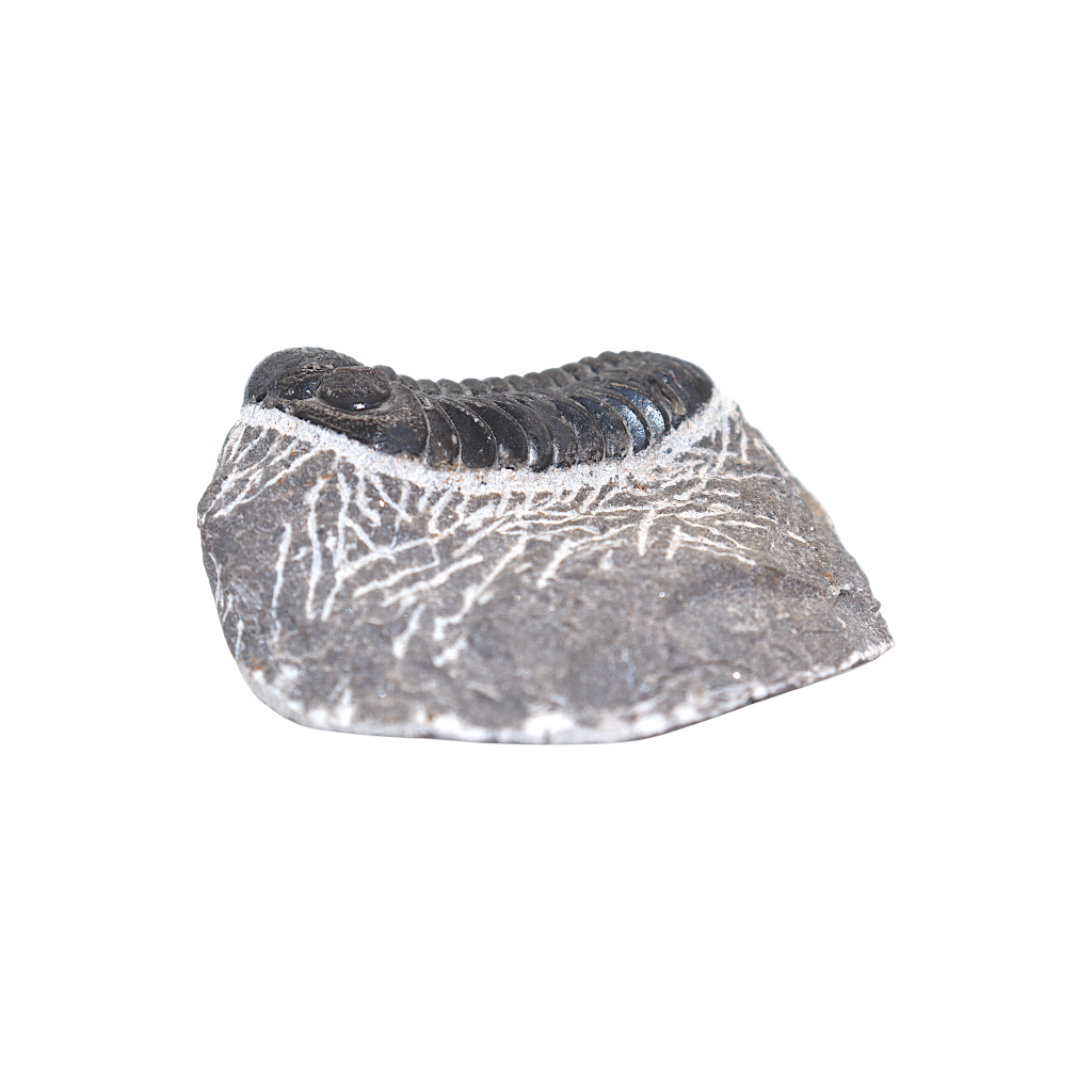 Trilobite