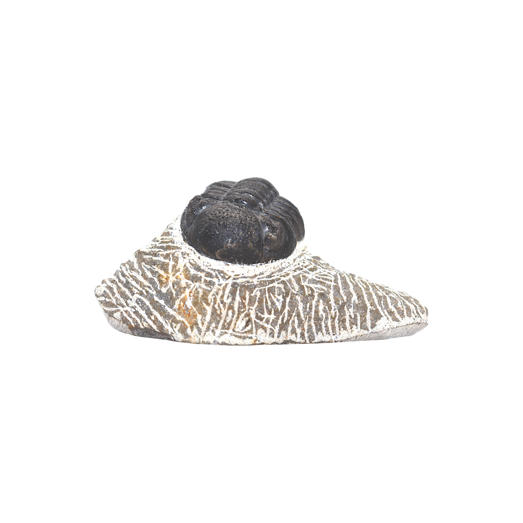 Trilobite