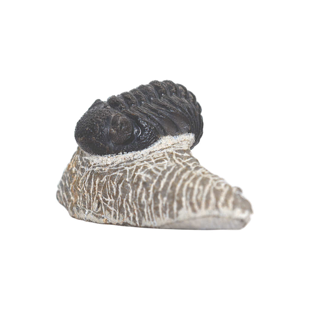 Trilobite