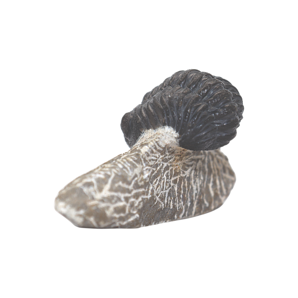 Trilobite