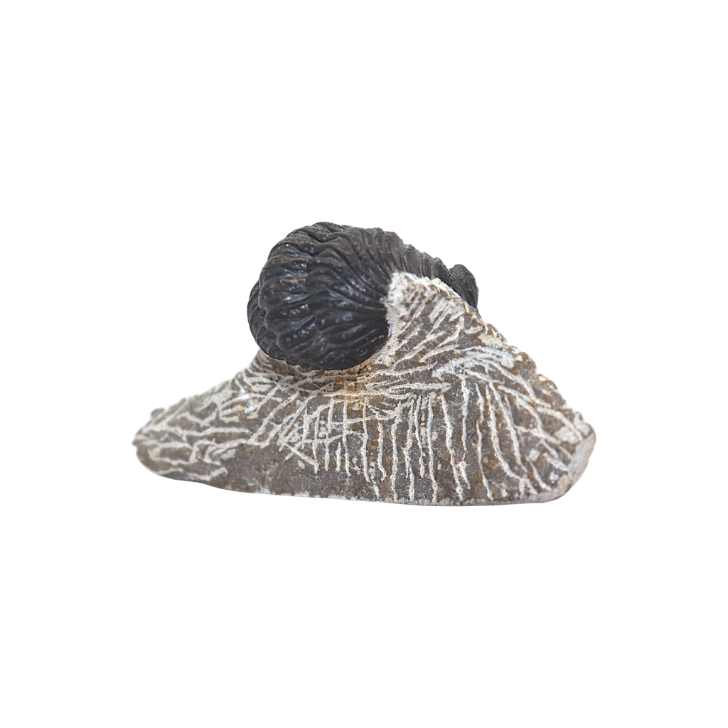 Trilobite