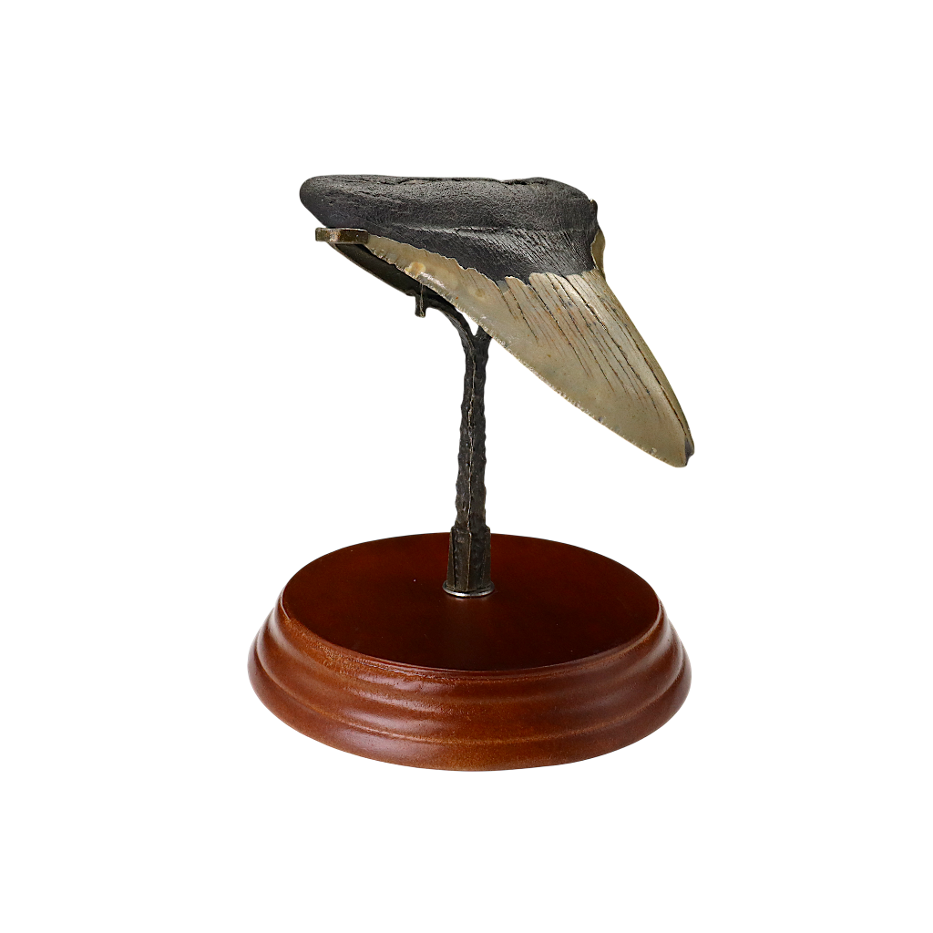 Megalodon Shark Tooth