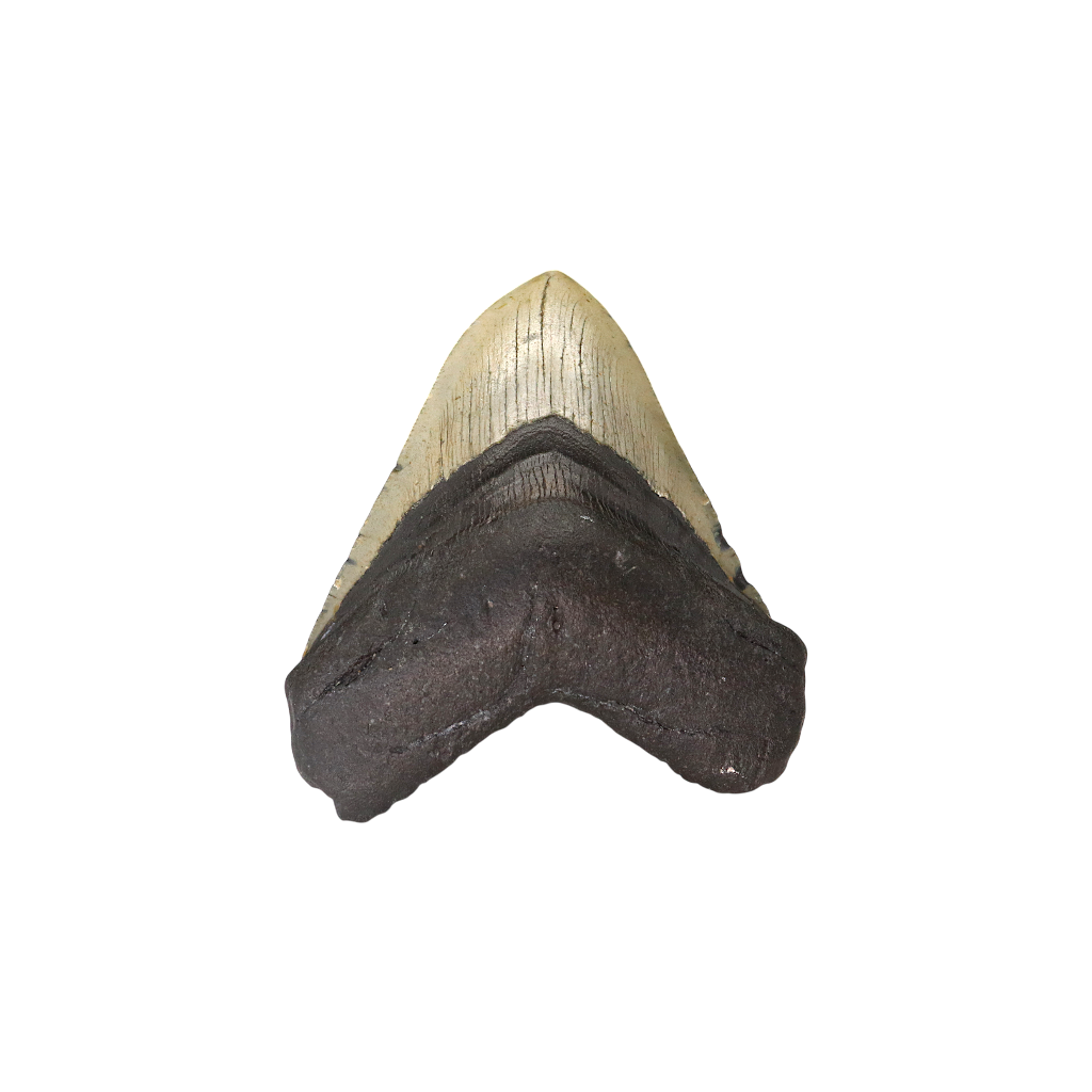 Megalodon Shark Tooth