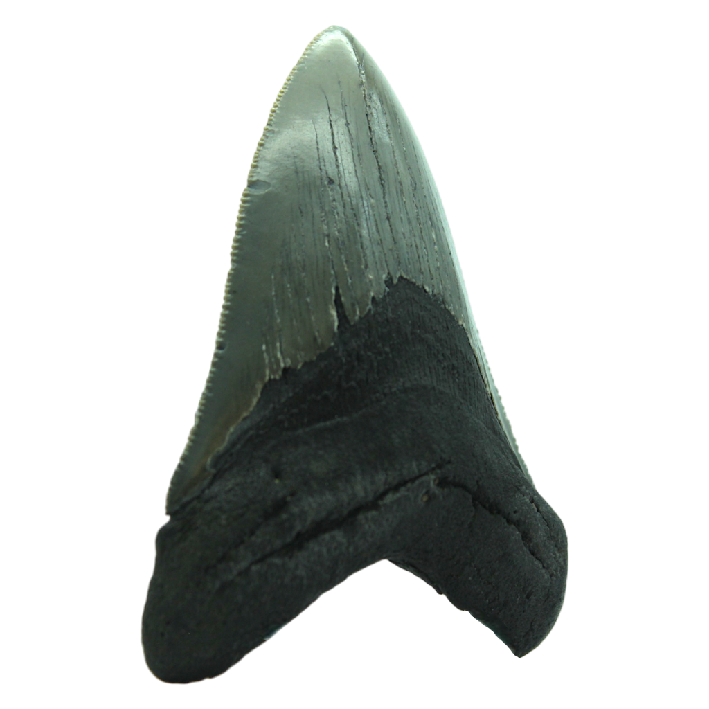 Megalodon Shark Tooth