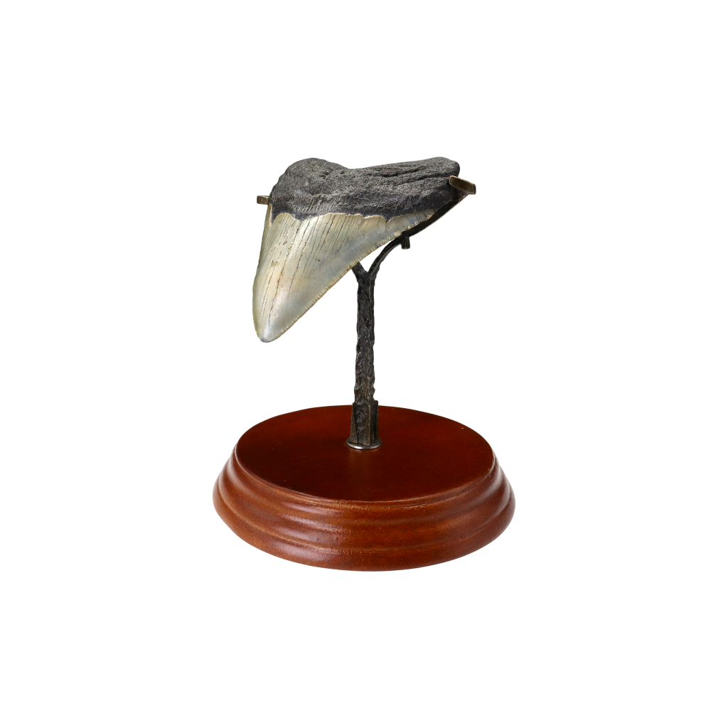 Megalodon Shark Tooth
