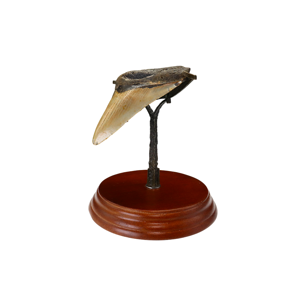 Megalodon Shark Tooth