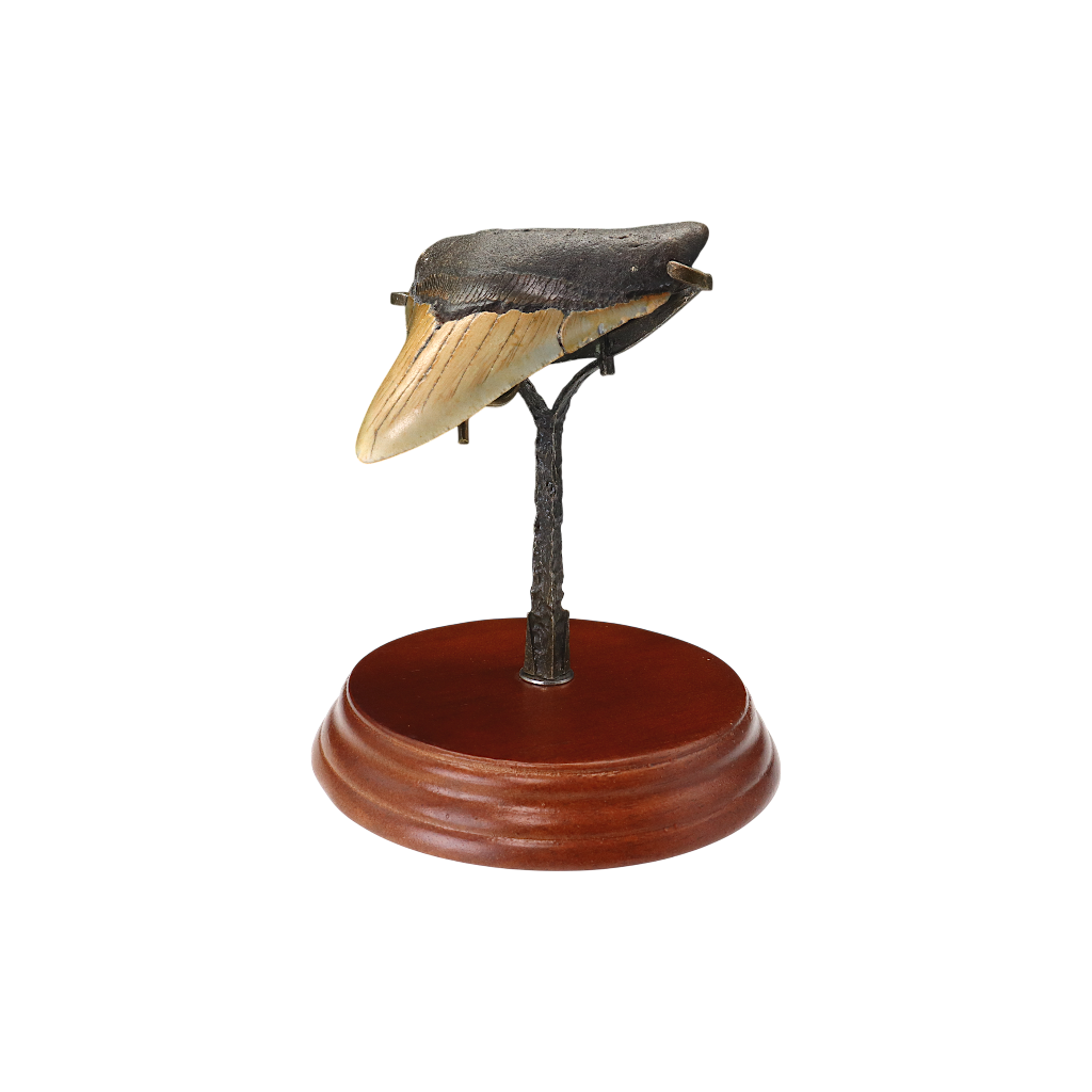 Megalodon Shark Tooth
