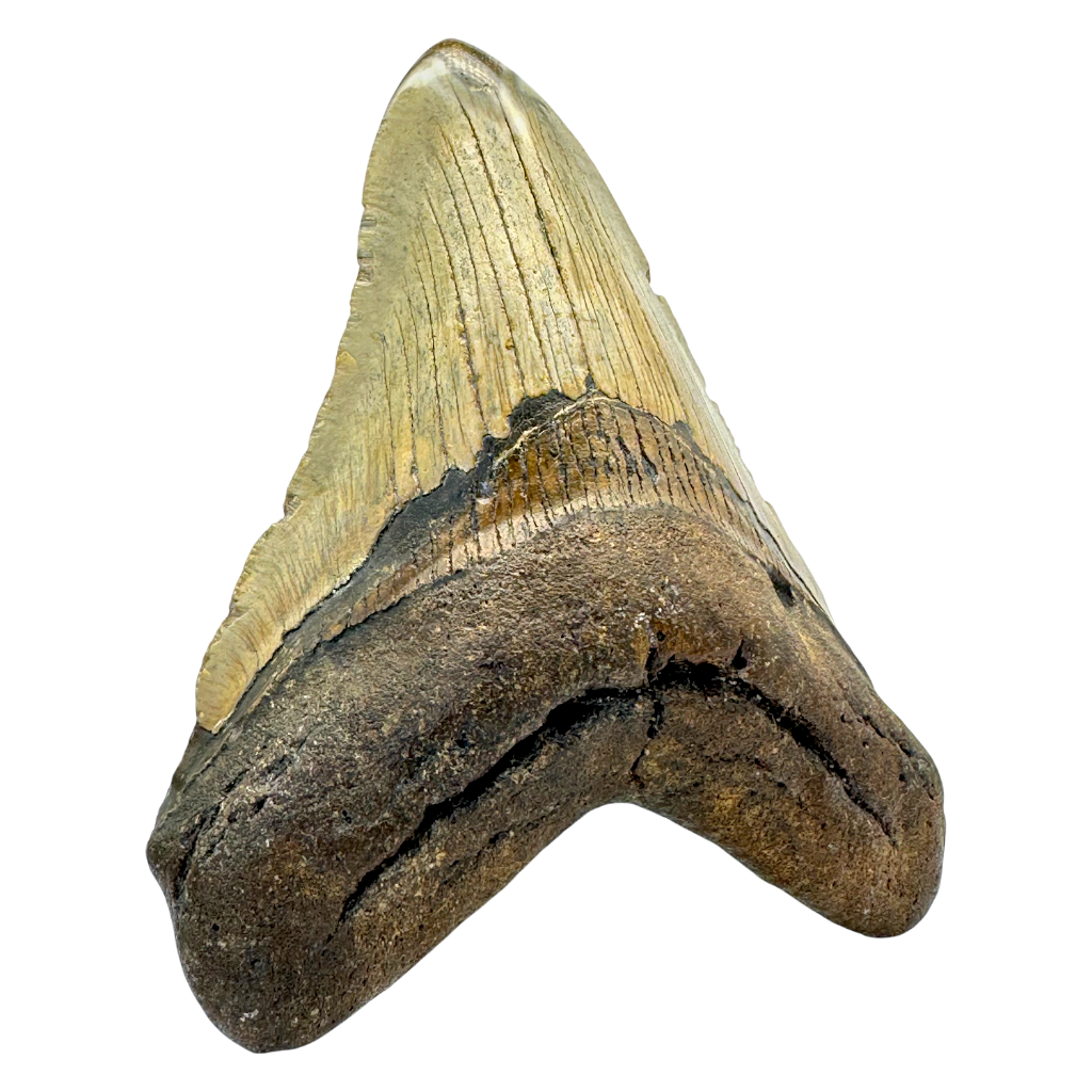 Megalodon Shark Tooth