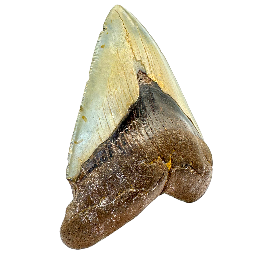 Megalodon Shark Tooth