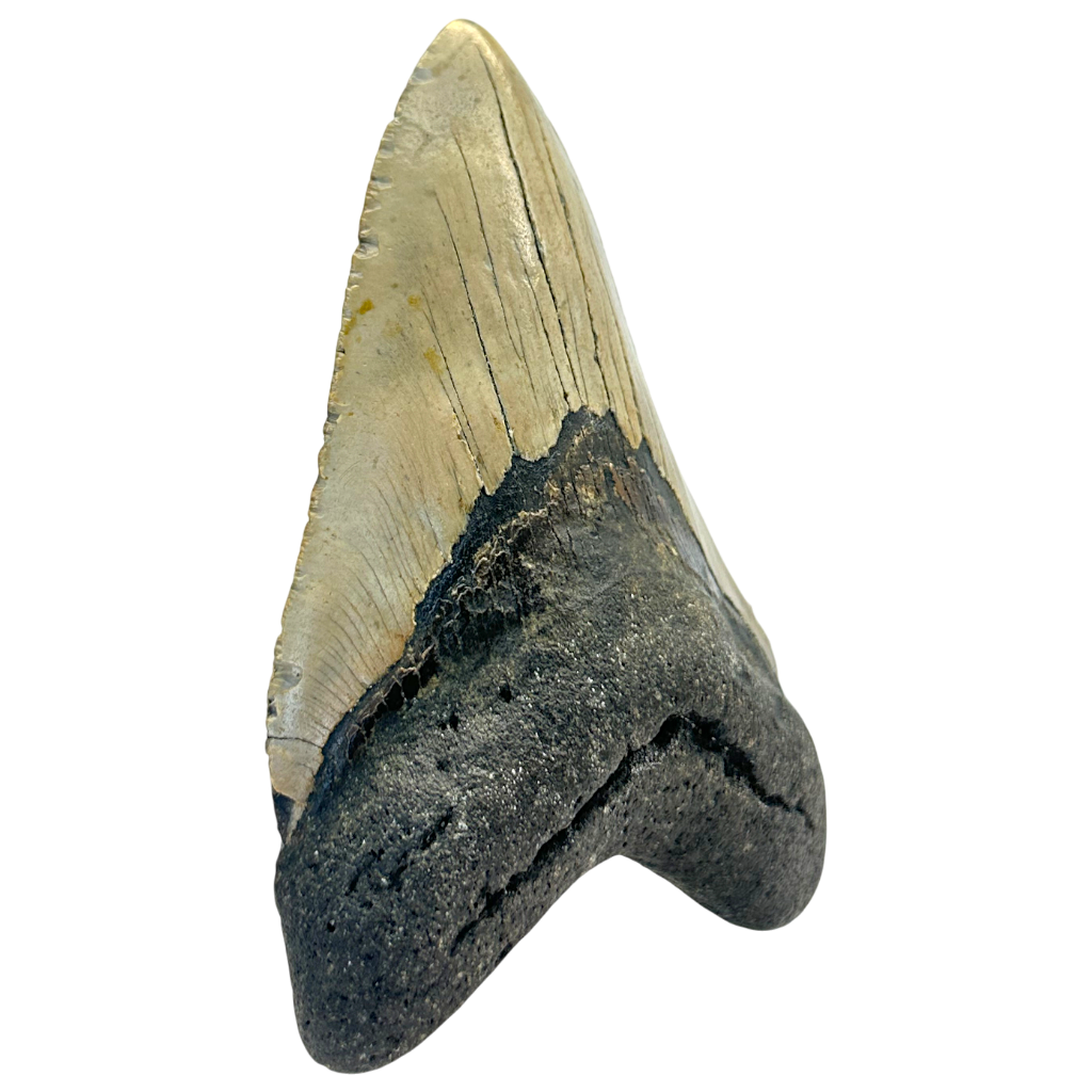 Megalodon Shark Tooth