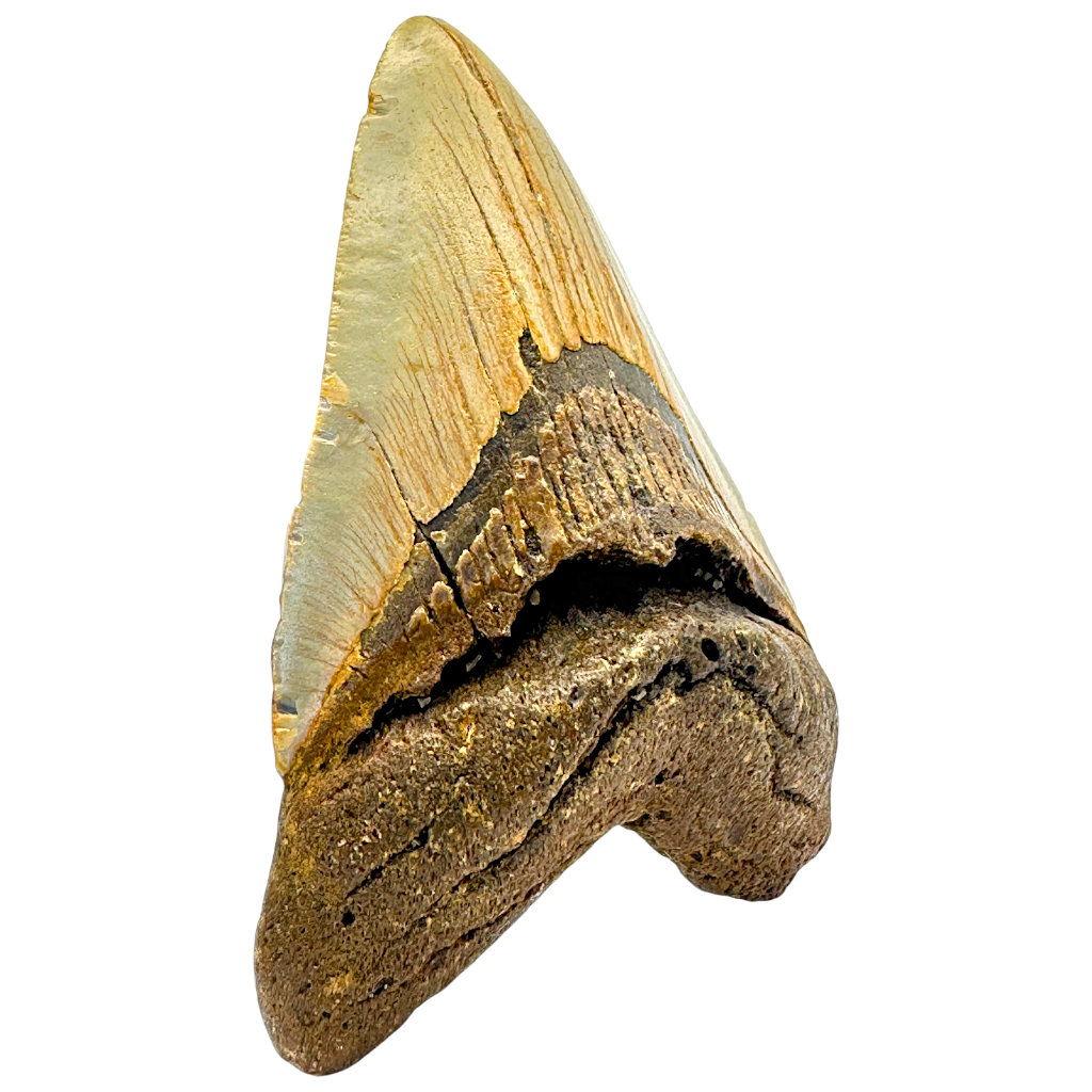Megalodon Shark Tooth