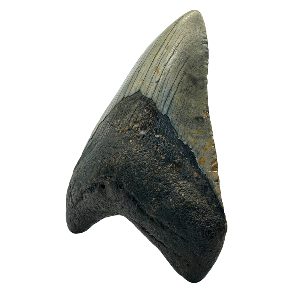 Megalodon Shark Tooth