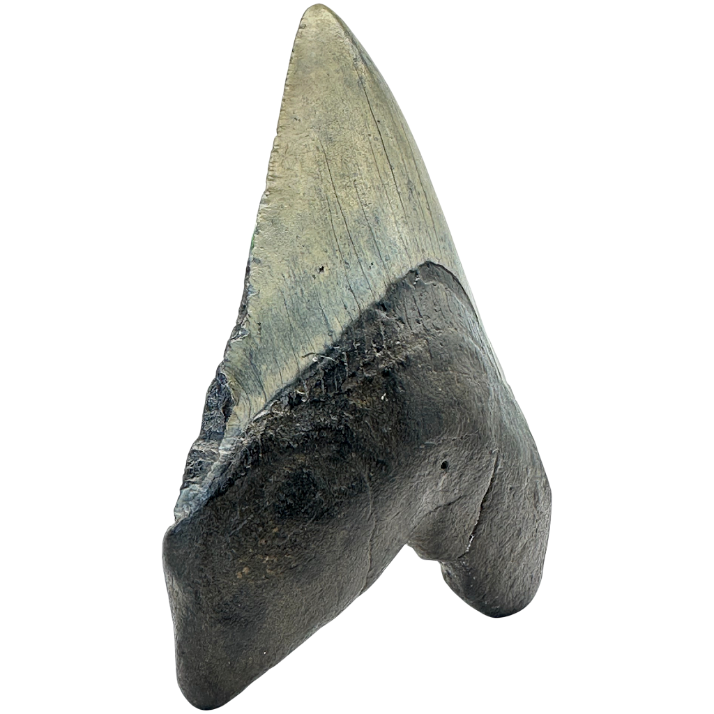 Megalodon Shark Tooth