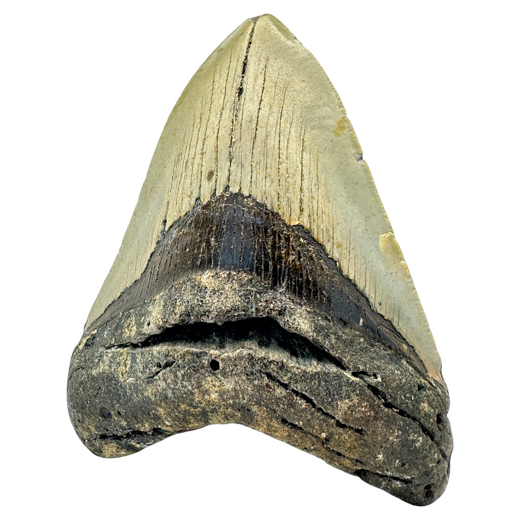 Megalodon Shark Tooth