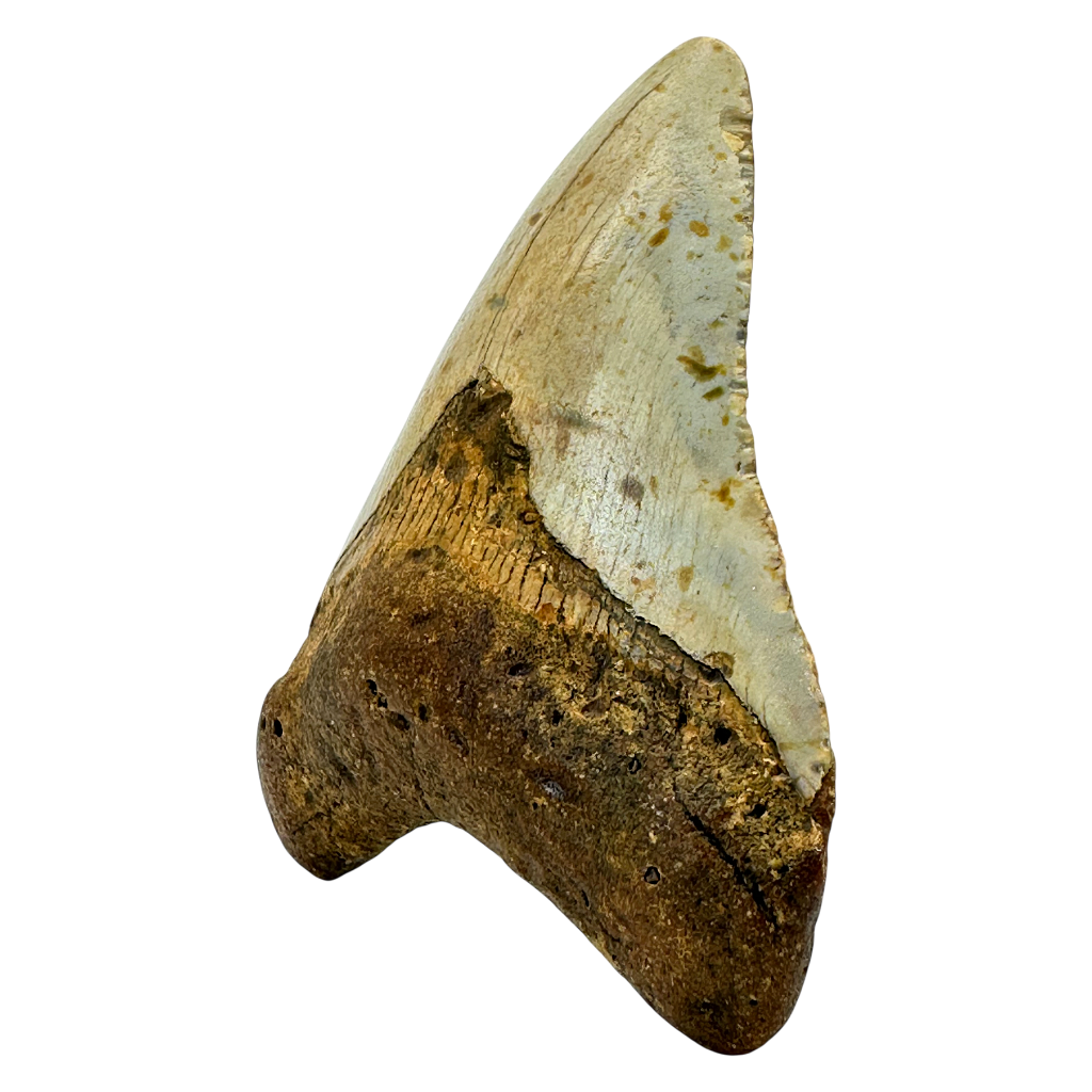 Megalodon Shark Tooth