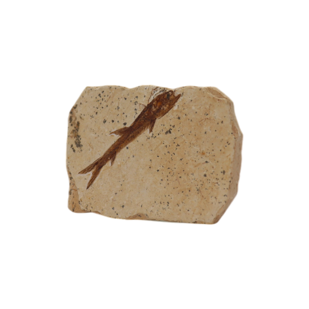 Fish Fossil