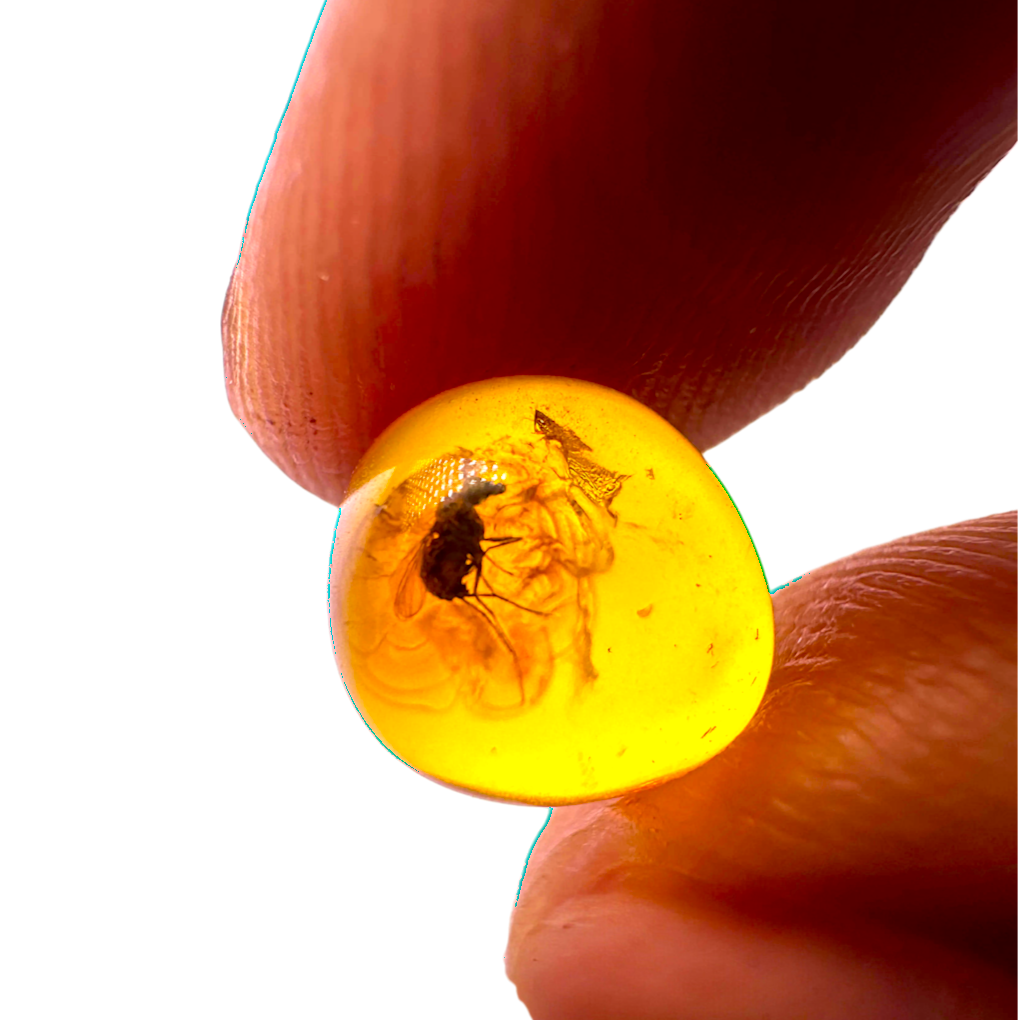 Insect in Amber