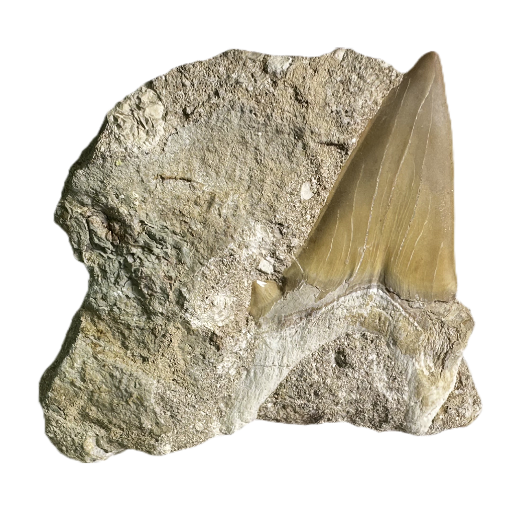 Shark Tooth in Rock