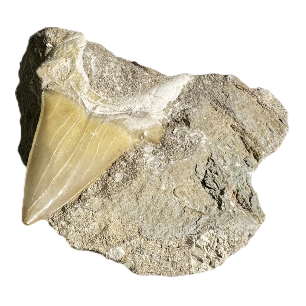 Shark Tooth in Rock