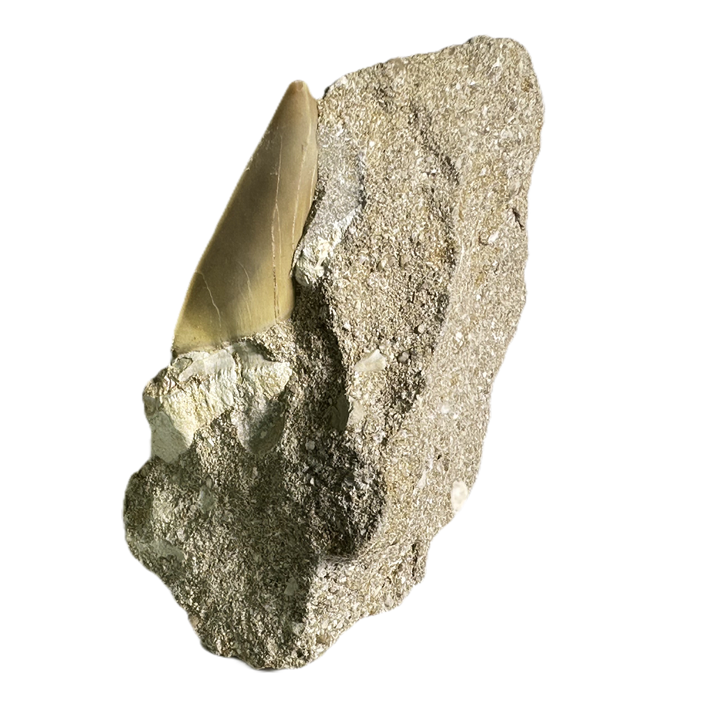 Shark Tooth in Rock
