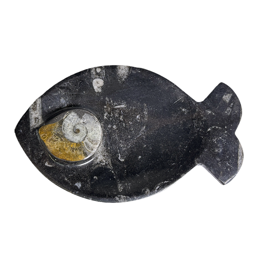 Ammonite Polished Dish