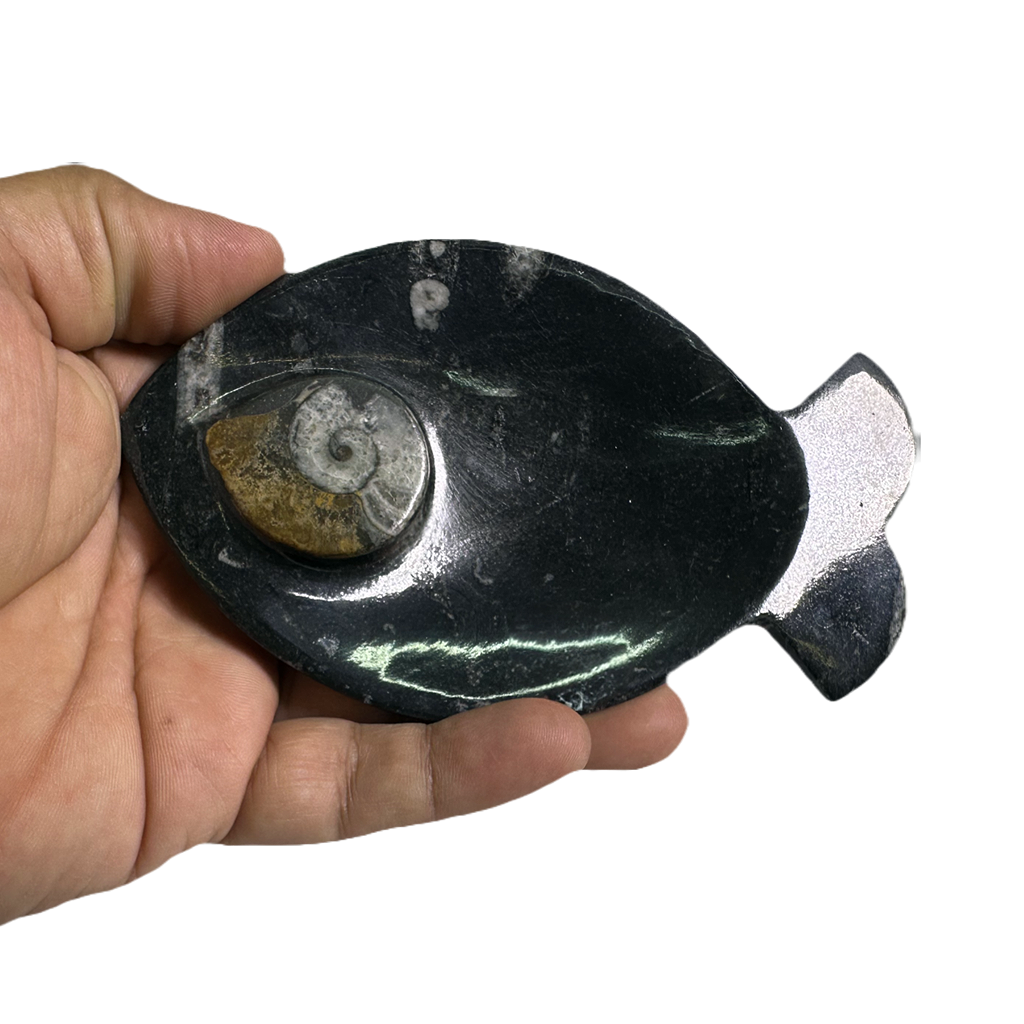 Ammonite Polished Dish