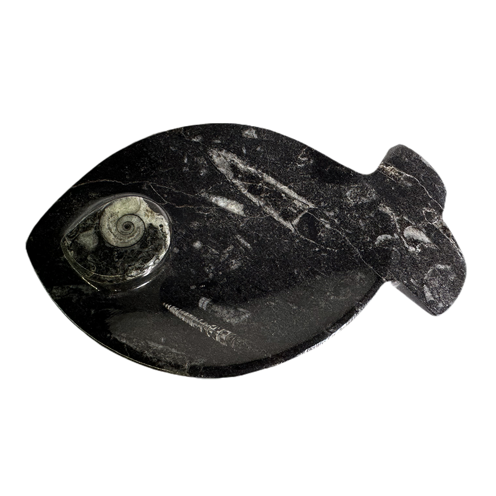 Ammonite Polished Dish