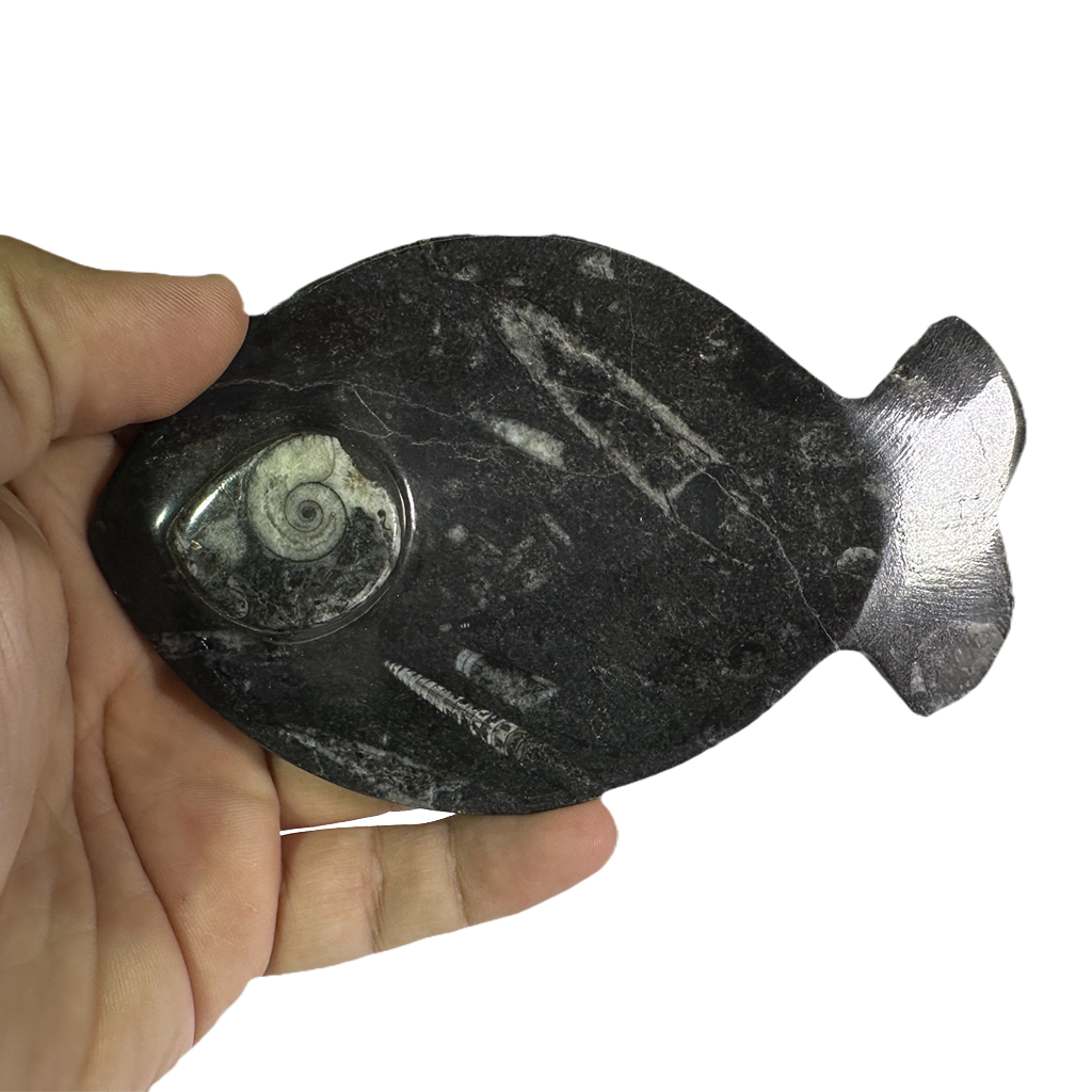 Ammonite Polished Dish