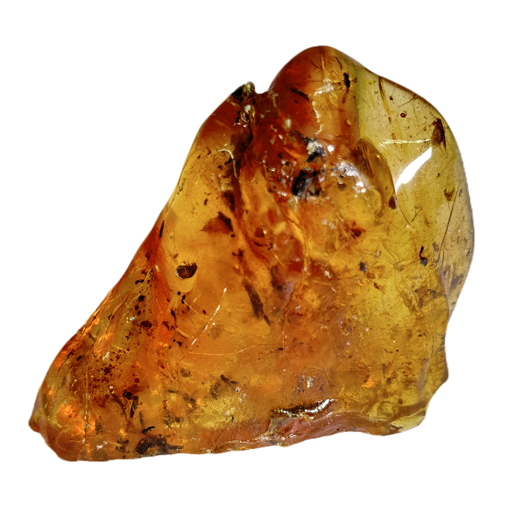 Insects in Amber