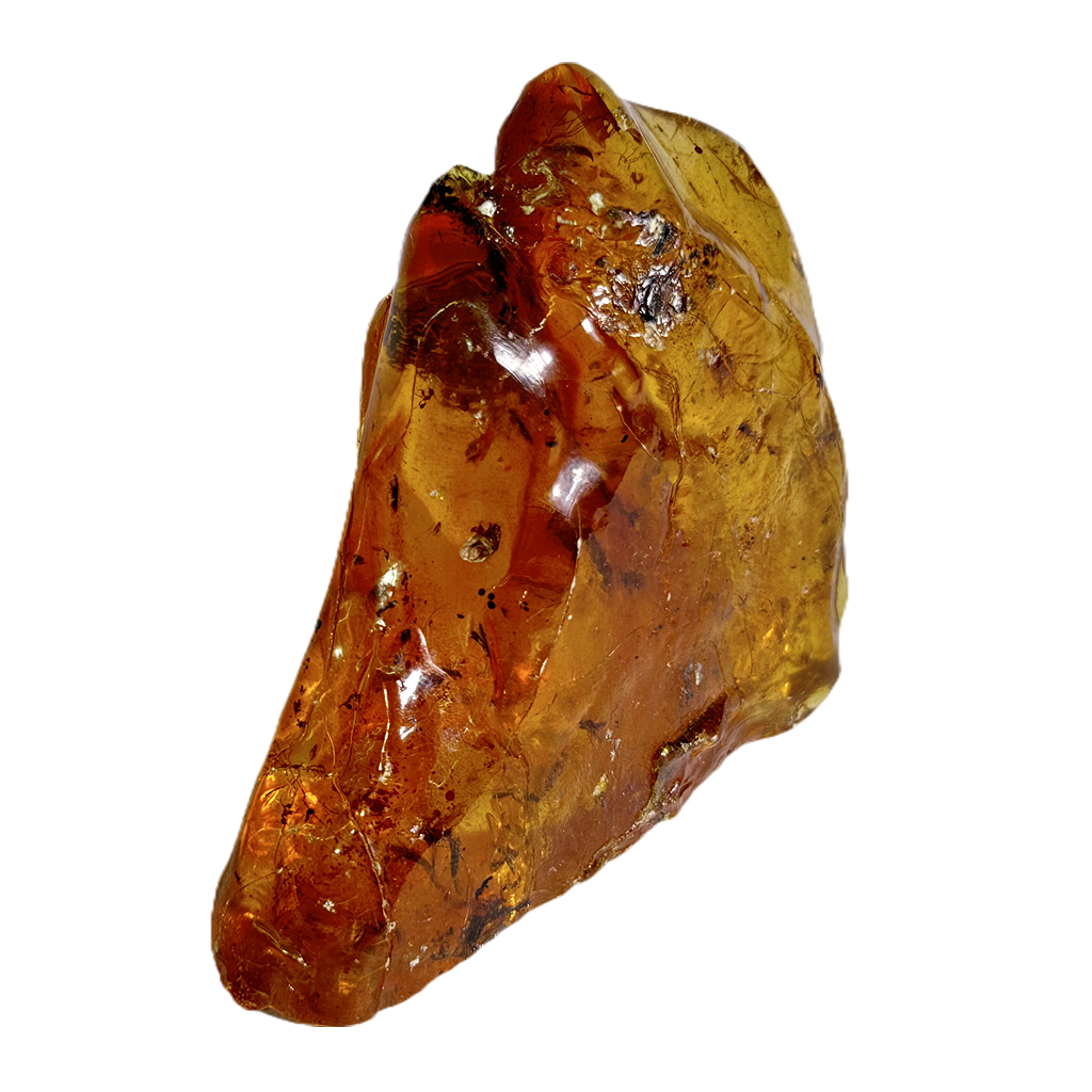 Insects in Amber