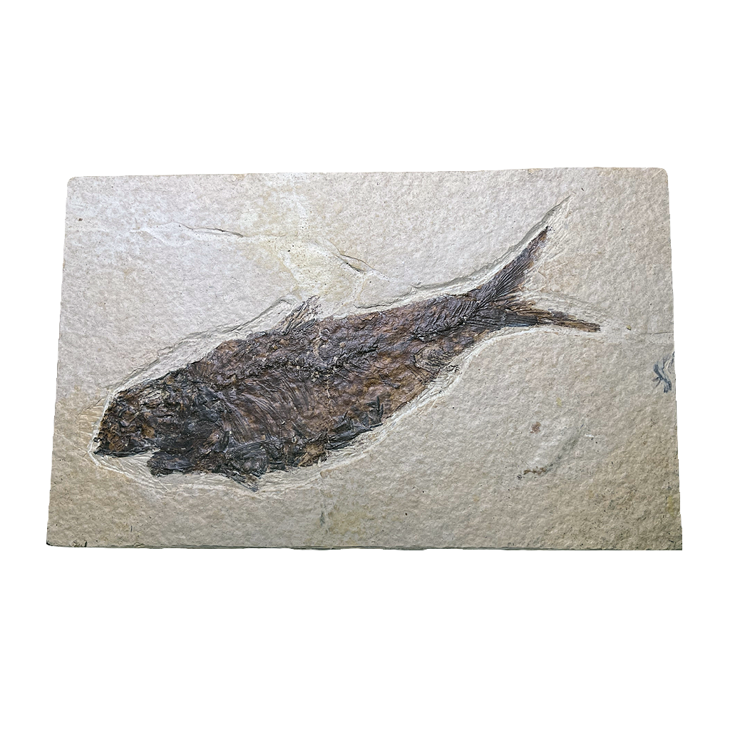 Knightia Fish Fossil