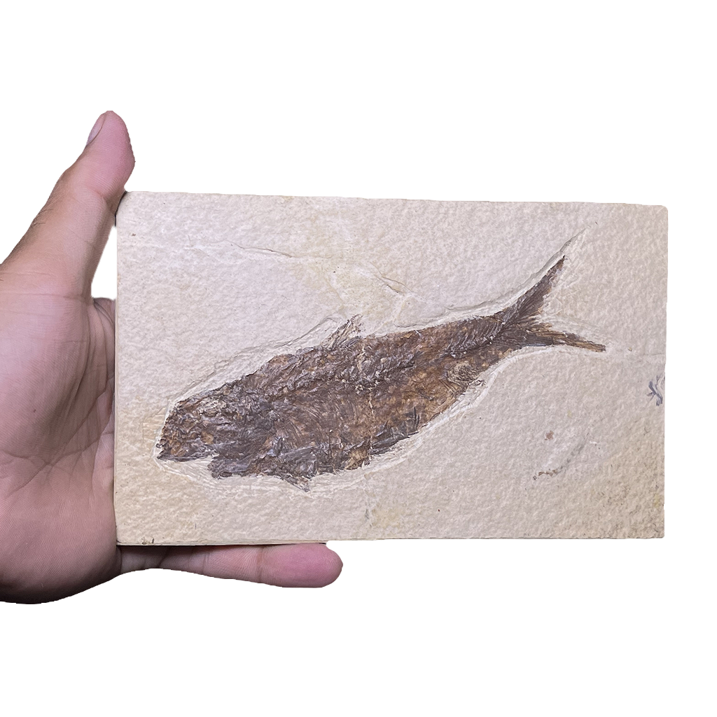 Knightia Fish Fossil