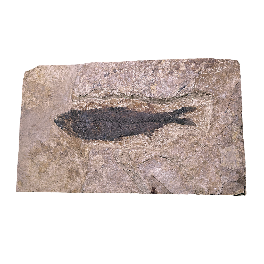 Knightia Fish Fossil