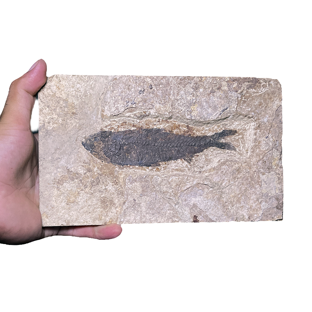 Knightia Fish Fossil