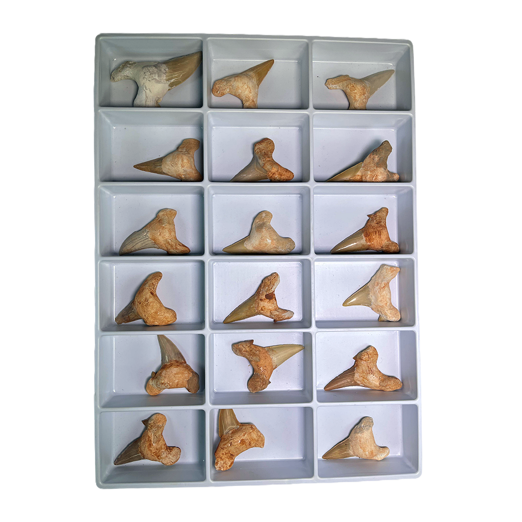 Shark Tooth