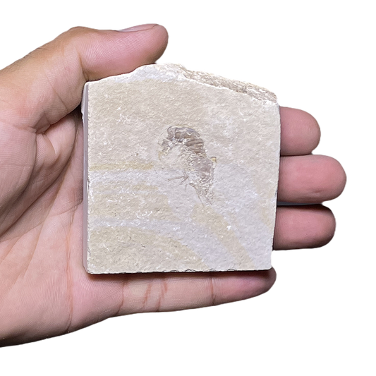 Shrimp Fossil