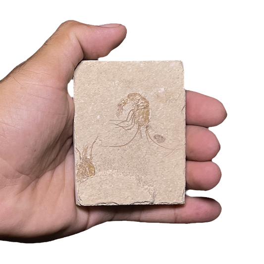 Shrimp Fossil