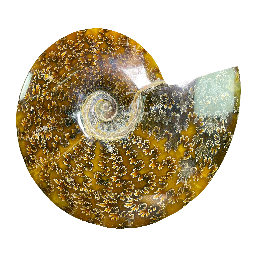 Ammonite (Cleoniceras)