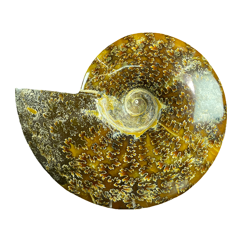 Ammonite (Cleoniceras)