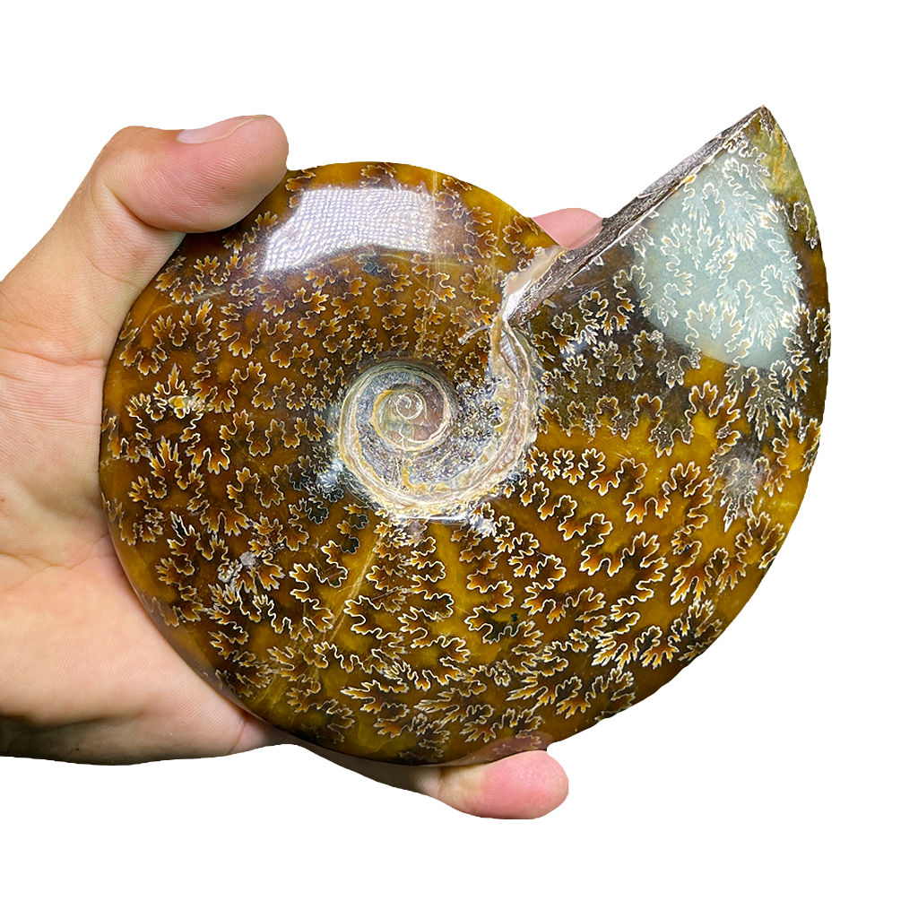 Ammonite (Cleoniceras)