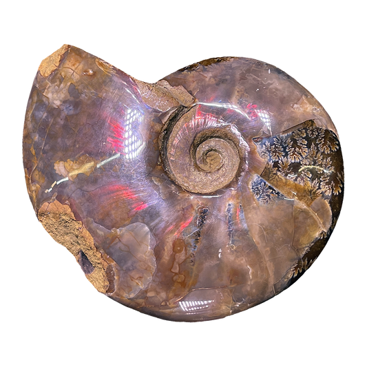 Ammonite (Cleoniceras)