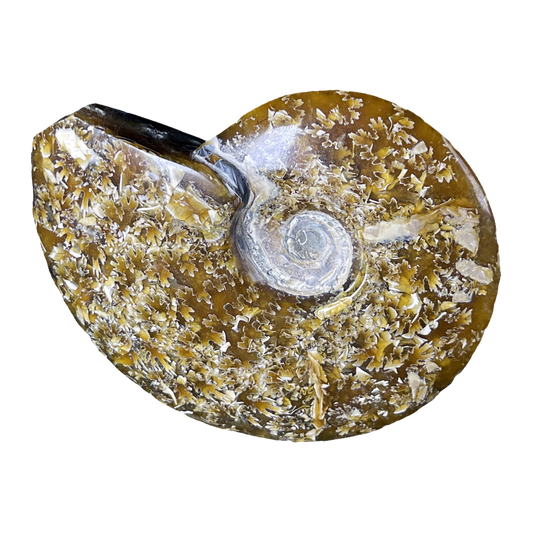 Ammonite (Cleoniceras)